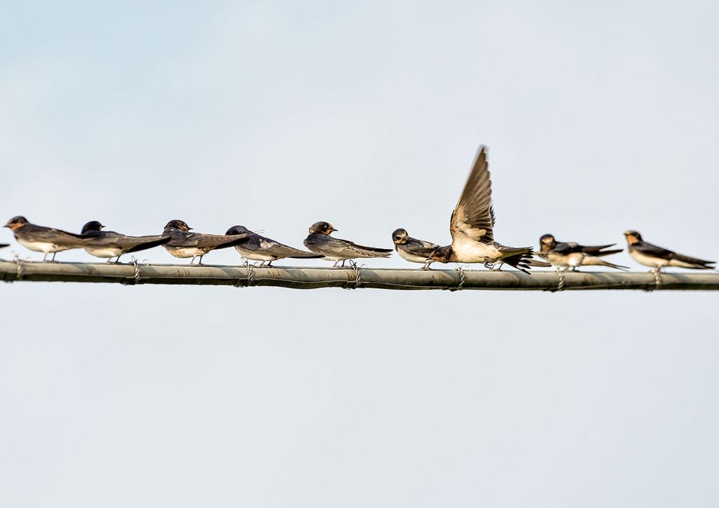 Rondine (Hirundo rustica)